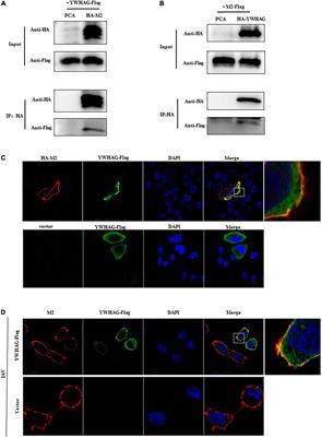 YWHAG inhibits influenza a virus replication by suppressing the release of viral M2 protein